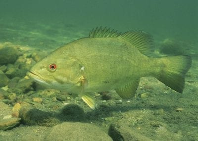 Close Up of a Bass Underwater